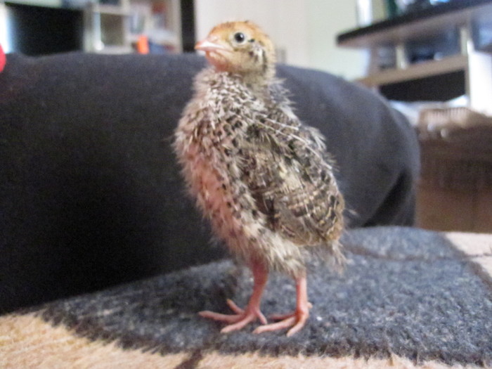 IMG_0046 - 51 prepelite