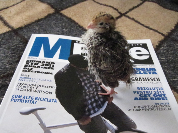 IMG_0049 - 51 prepelite