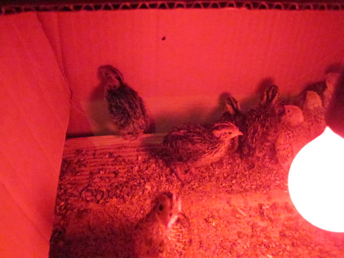 pui la 10 nzile - 51 prepelite