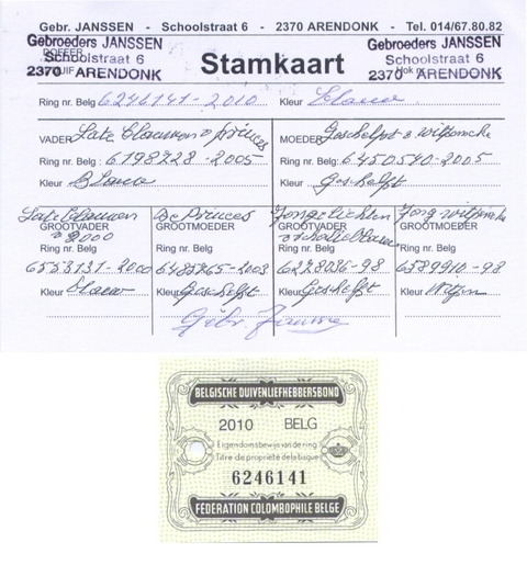 6246141_pedigri janssen - JANSSEN