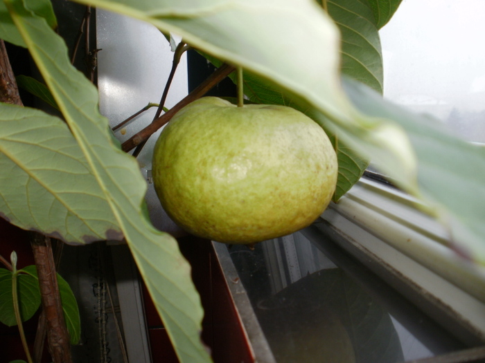 Guava din balcon