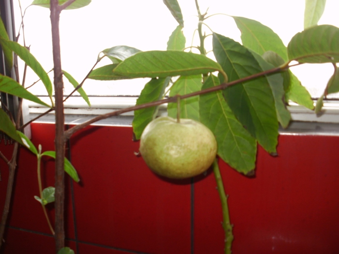 Guava din balcon