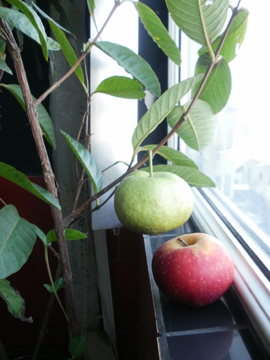 Guava mea din balcon - Exotice