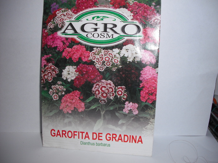 Garofite de gradina