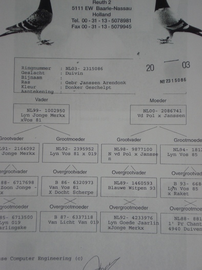 bunicul femelei de piet manders - pedigree