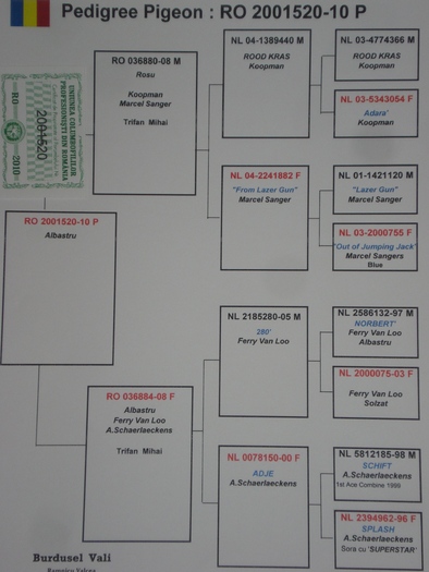 pedigreul masculului argintiu - pedigree