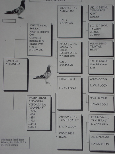 bunica puilor loc 1 pe bistrita in 2009 si 2010 - pedigree