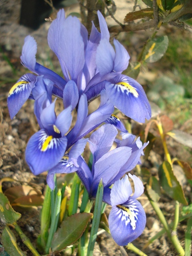 Iris reticulata "Harmony"