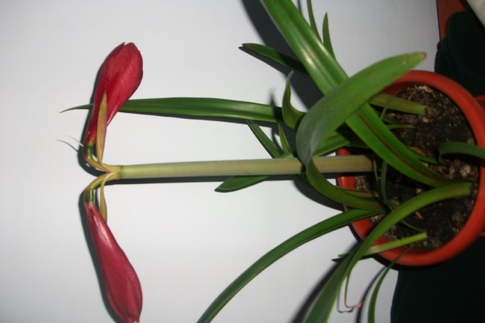 Picture 769 - Crini-2011