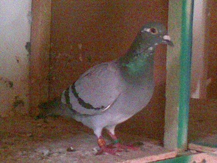 27062010(007) - 2010