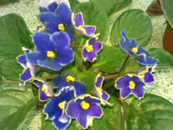 16032011(005) - violete