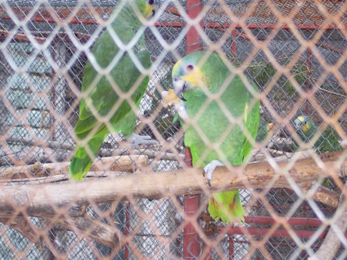 amazona venetuela - papagali noi in crescatoria mea