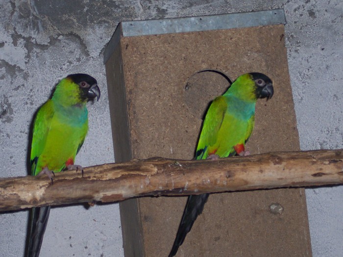 nandaia - papagali noi in crescatoria mea