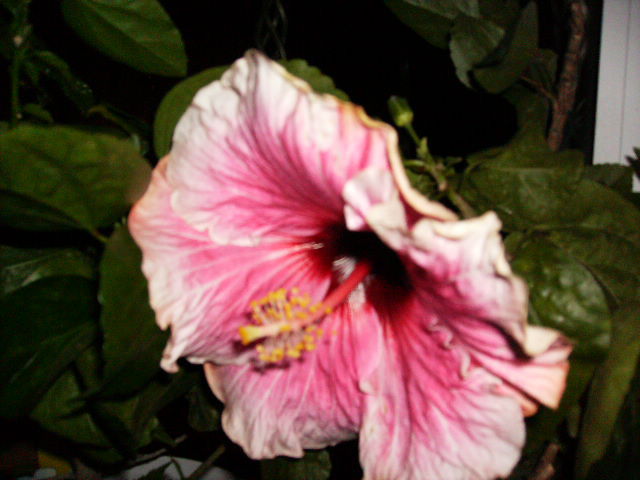 Hibiscus