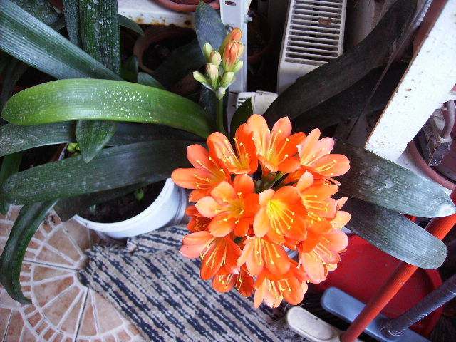 clivia cu dous tije florale - flori in 16 martie 2011