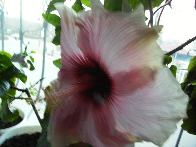 Hibiscus 1 - flori in 16 martie 2011