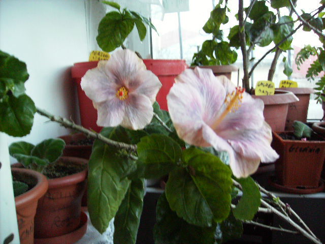 Hibiscus 4