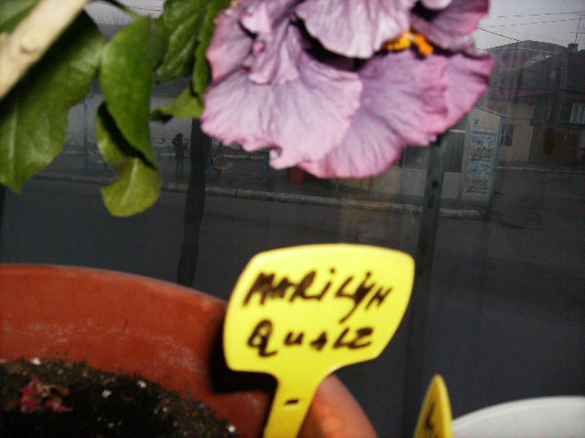 Hibiscus marilyn quale - flori in 16 martie 2011