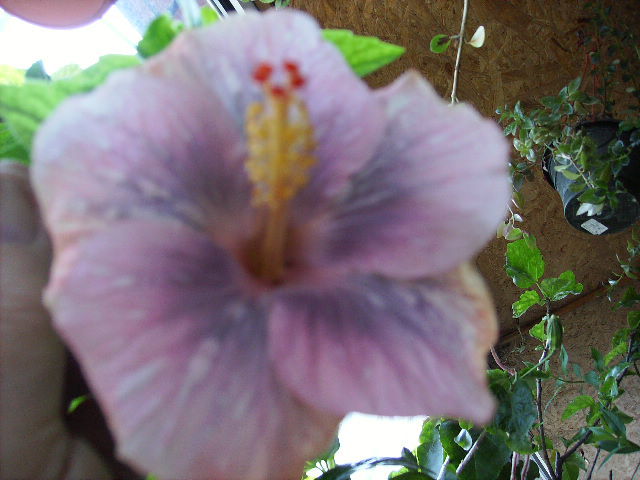 Hibiscus 5