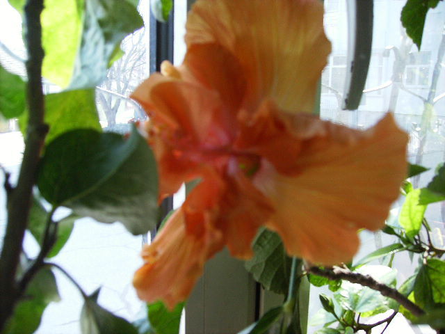 Hibiscus 6 - flori in 16 martie 2011