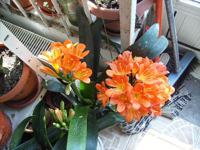 Clivie cu doua tije florale - flori in 16 martie 2011