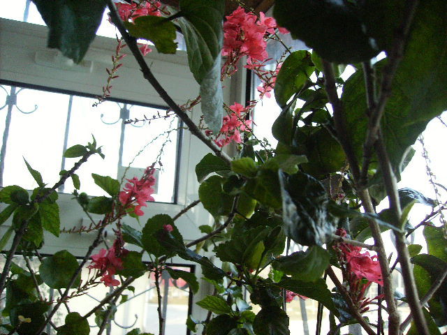Plumbago indica - flori in 16 martie 2011
