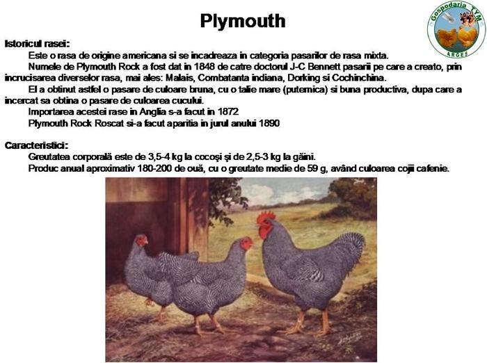 30603954_MRZWOOETW - C standard plymouth rock barat