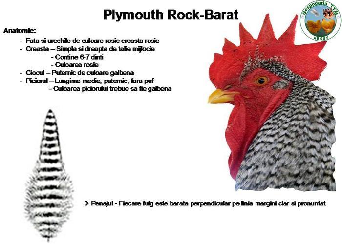 30603970_QNEUOJEKJ - C standard plymouth rock barat