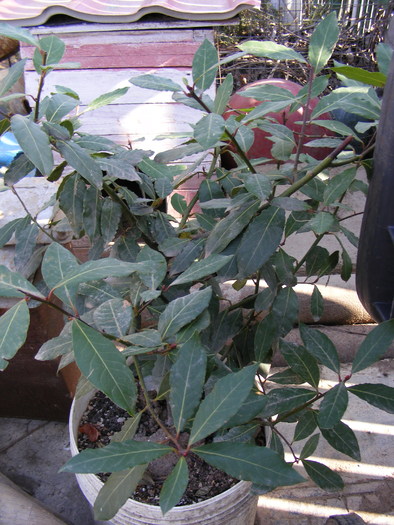 dafin-2