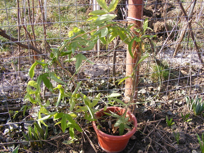 passiflora