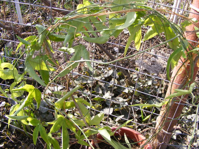 passiflora; ...multumesc elipopa
