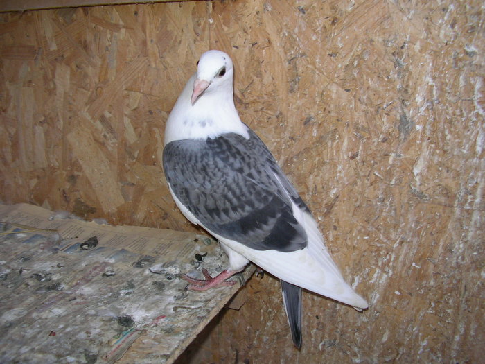 SANY0533