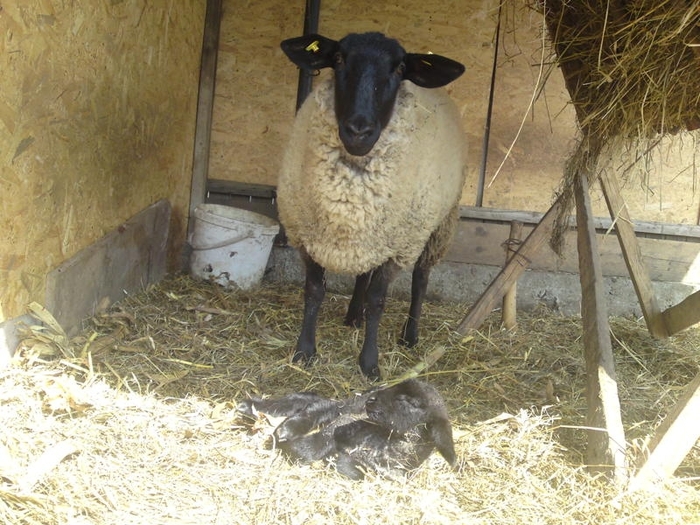 ferma de oi Dode-miel de o zi