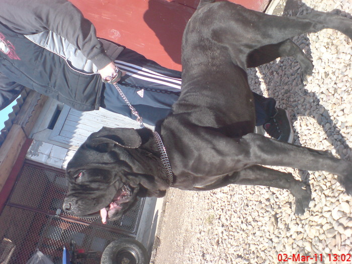 DSC08075 - Mastino Napoletano