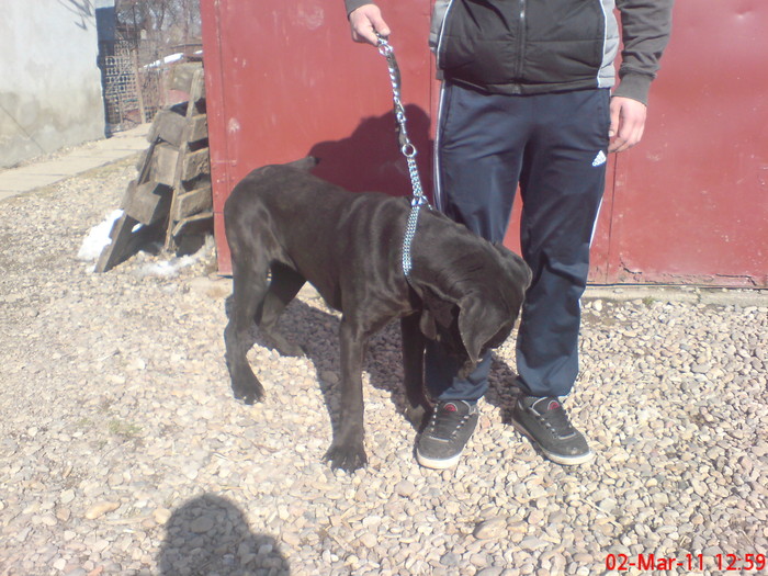 DSC08065 - Mastino Napoletano