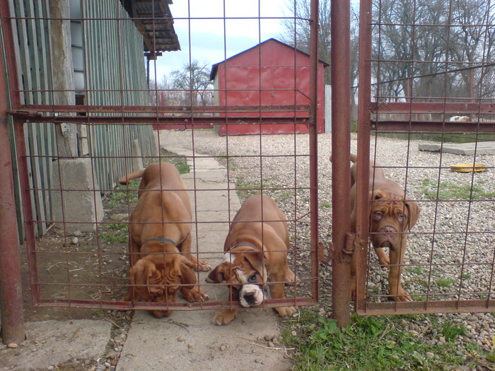 DSC00758 - Dog de Bordeaux