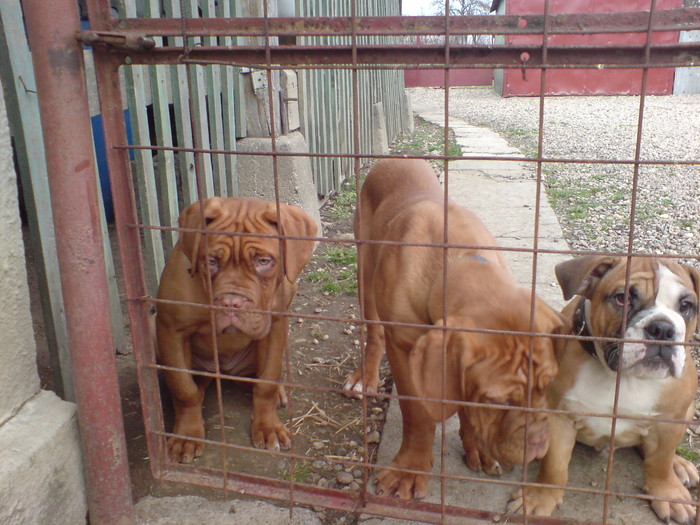 DSC00760 - Dog de Bordeaux