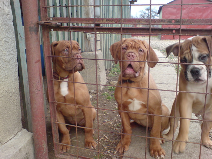 DSC00761 - Dog de Bordeaux