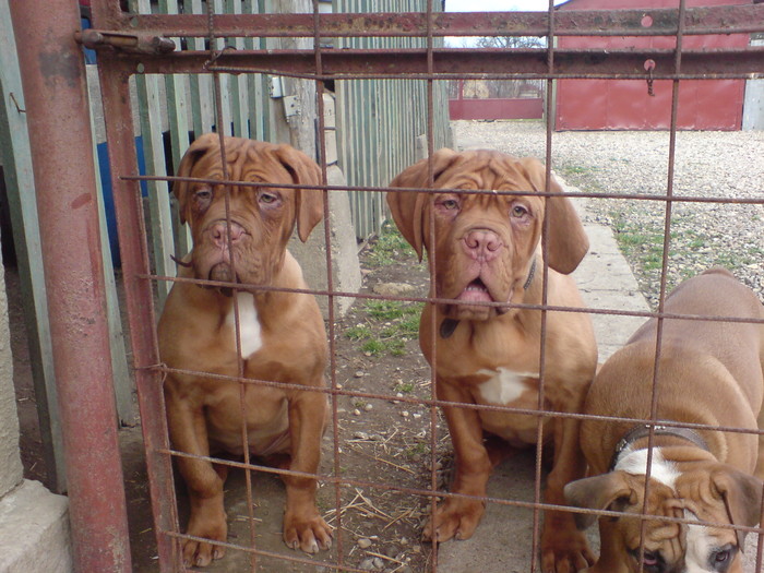 DSC00762 - Dog de Bordeaux