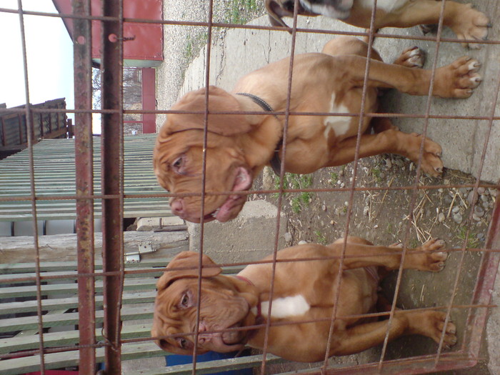 DSC00763 - Dog de Bordeaux