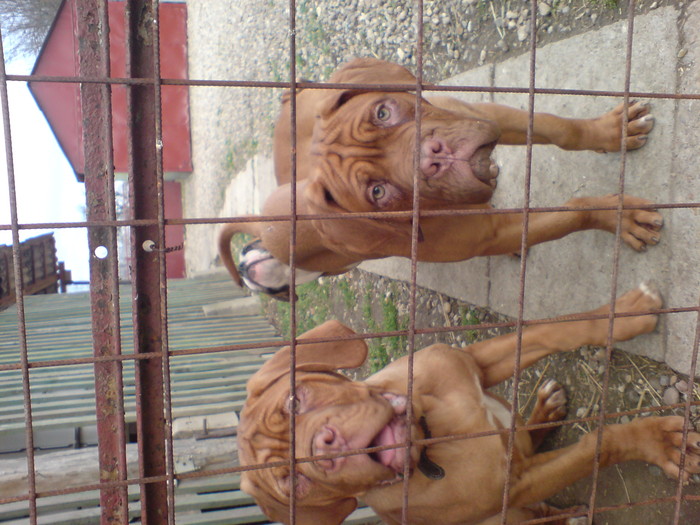 DSC00765 - Dog de Bordeaux