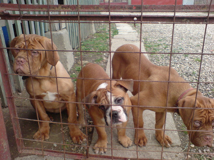 DSC00769 - Dog de Bordeaux