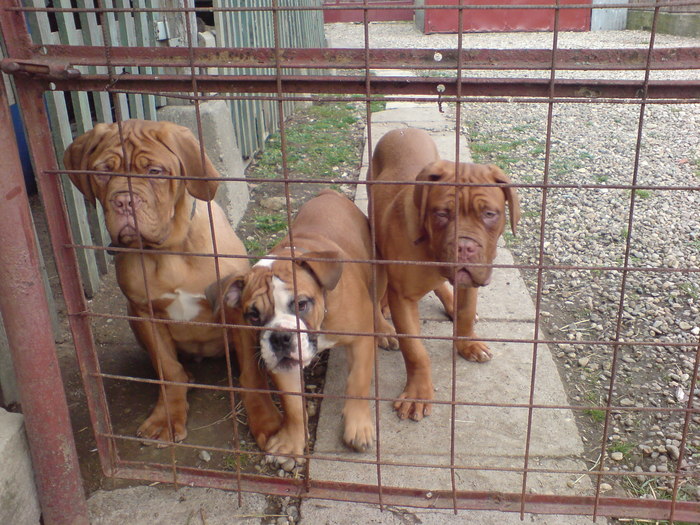 DSC00770 - Dog de Bordeaux