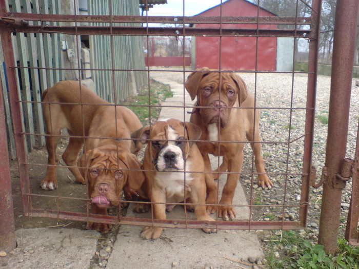 DSC00771 - Dog de Bordeaux