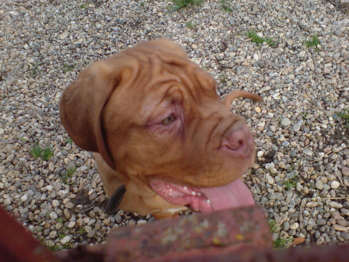 DSC00756 - Dog de Bordeaux