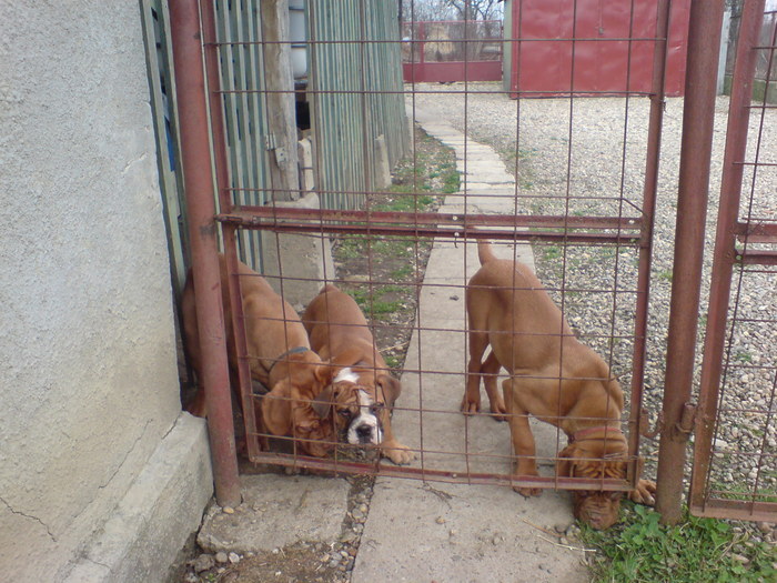 DSC00757 - Dog de Bordeaux