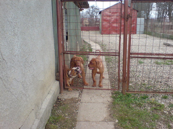 DSC00749 - Dog de Bordeaux