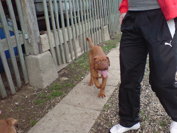 DSC00746 - Dog de Bordeaux