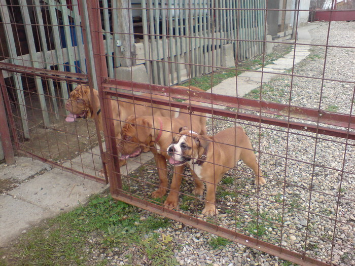 DSC00747 - Dog de Bordeaux