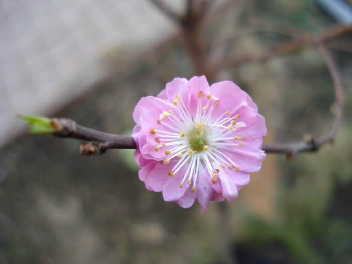 Prunus triloba (2011, March 13) - Prunus triloba